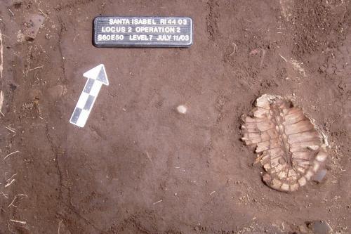 turtle shell in situ